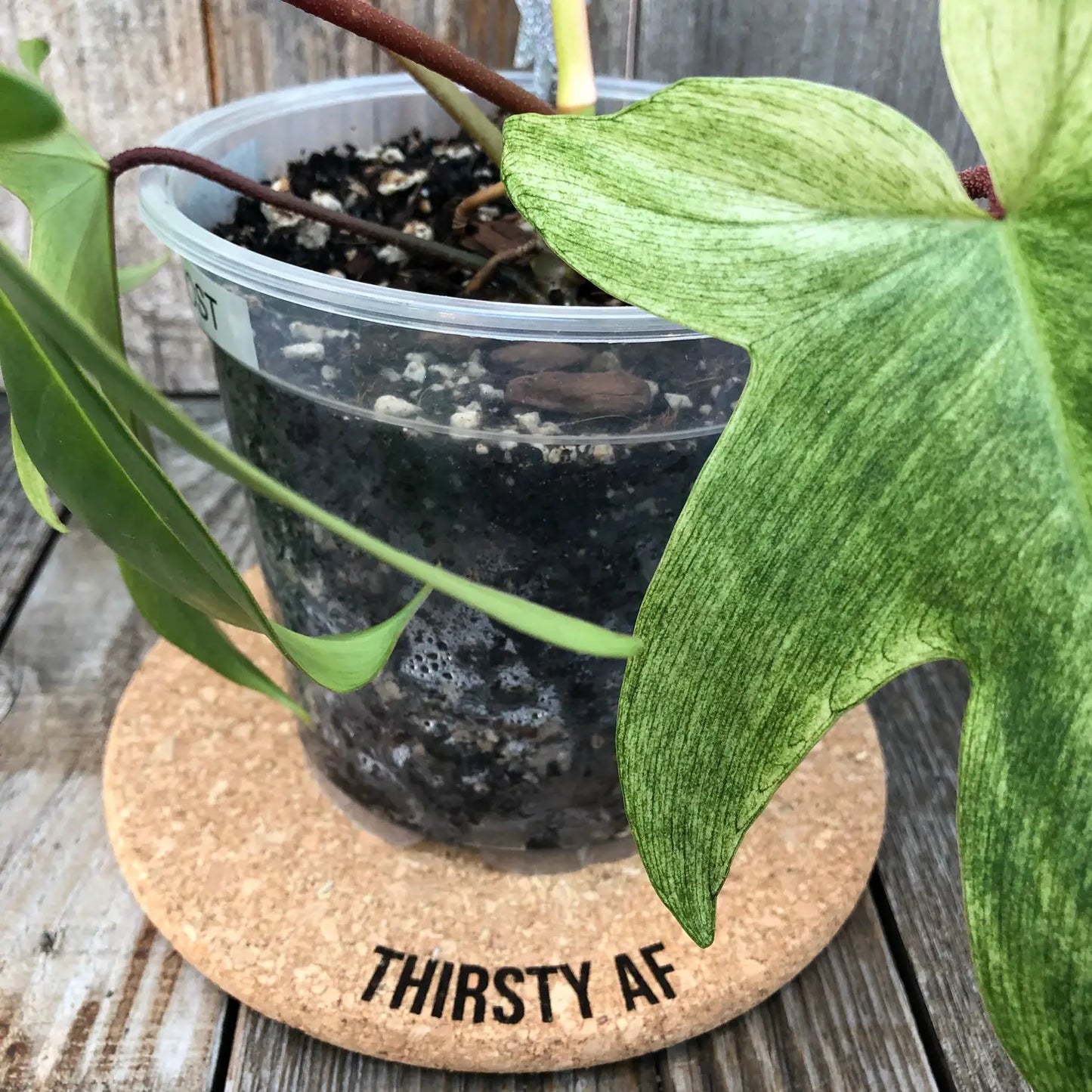 Thirsty AF - Cork Plant Mat