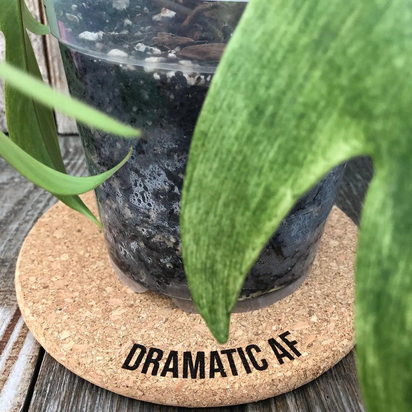 Dramatic AF - Cork Plant Mat