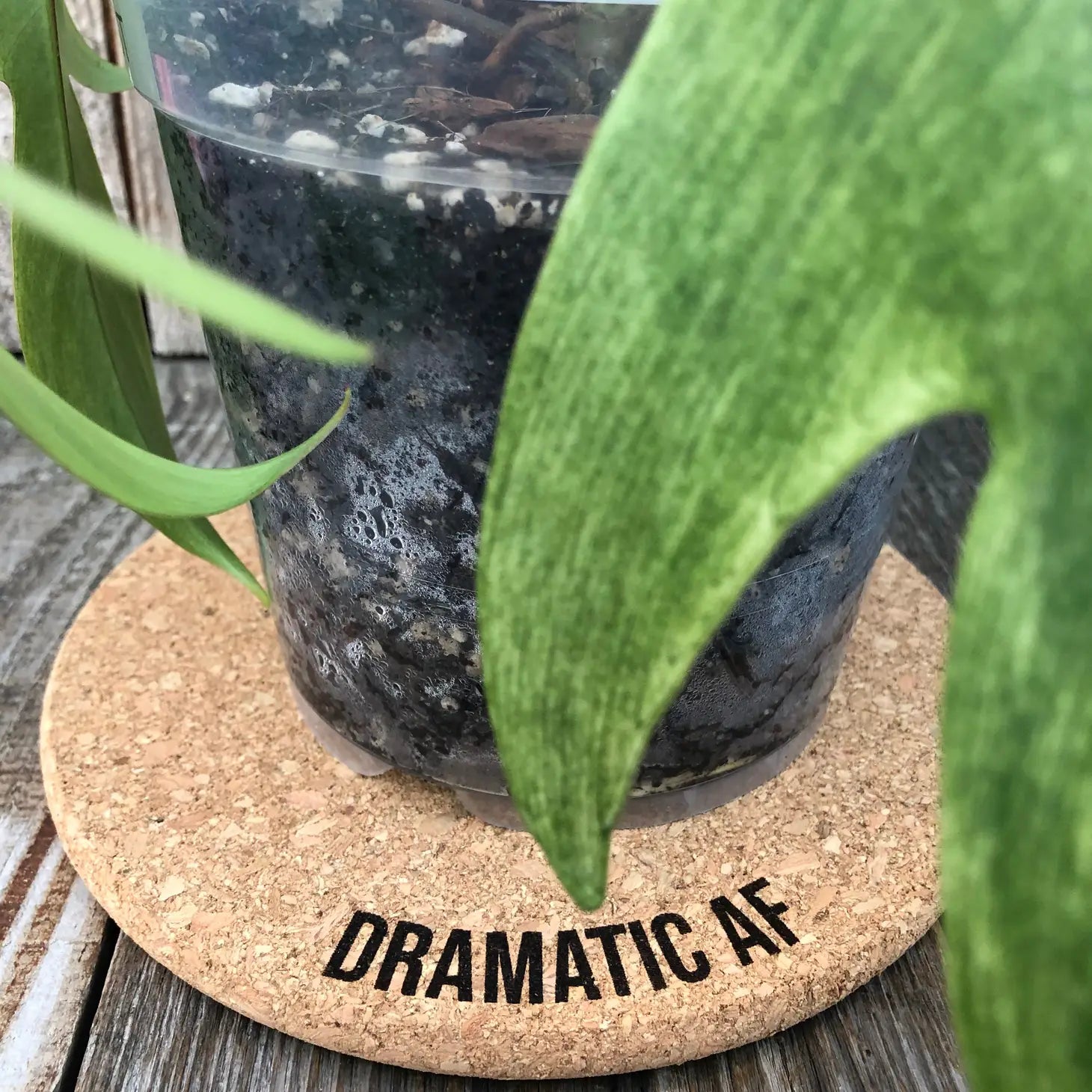 Dramatic AF - Cork Plant Mat